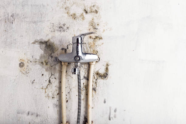 Reliable Alexandria, MN Mold Removal Solutions