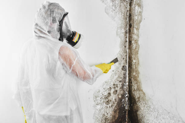 Home Mold Removal in Alexandria, MN