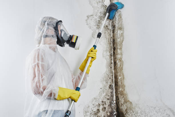 Best Local Mold Removal Service  in Alexandria, MN