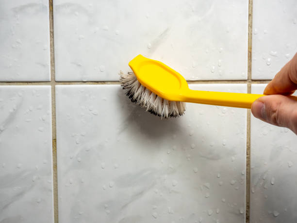 Mold Removal and Inspection in Alexandria, MN