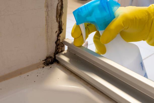 Best Affordable Mold Removal  in Alexandria, MN