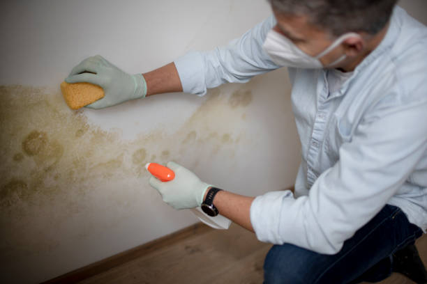 Best Office Mold Removal Services  in Alexandria, MN