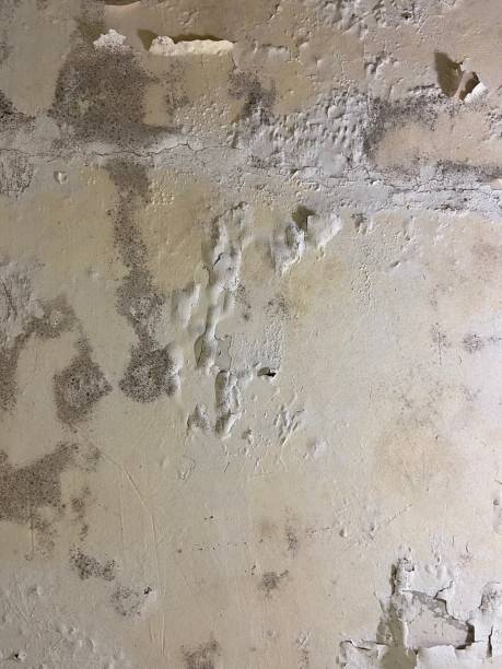 Best Attic Mold Removal  in Alexandria, MN