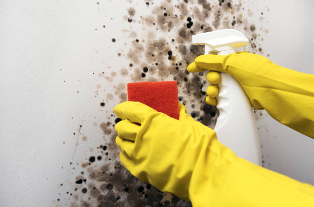 Best Emergency Mold Removal  in Alexandria, MN