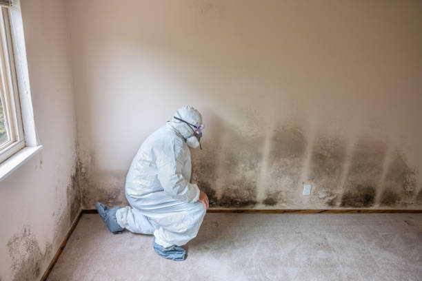 Best Mold Cleaning Services  in Alexandria, MN