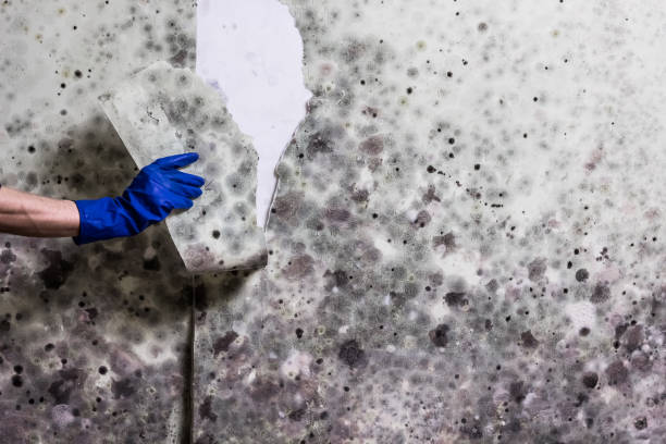 Mold Removal and Inspection in Alexandria, MN