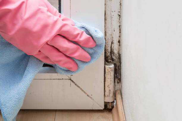 Best Mold Remediation Experts  in Alexandria, MN